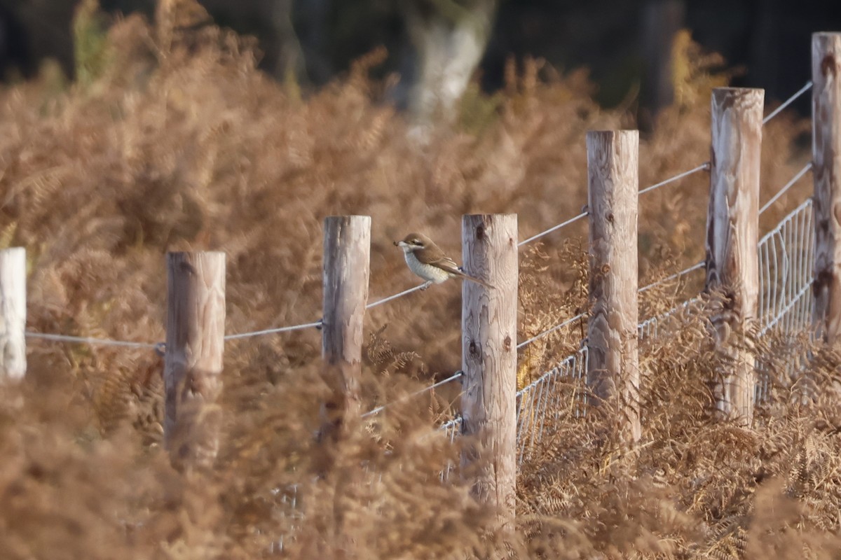 アカモズ - ML645443271