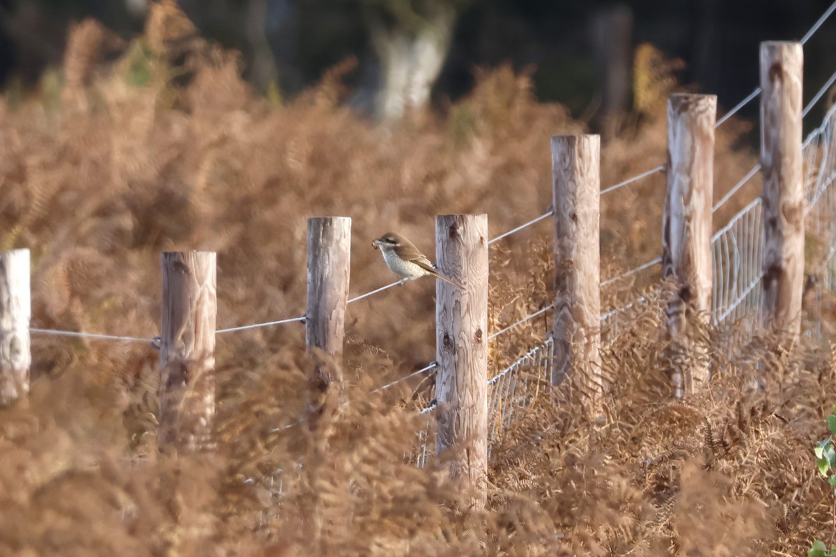 アカモズ - ML645443272