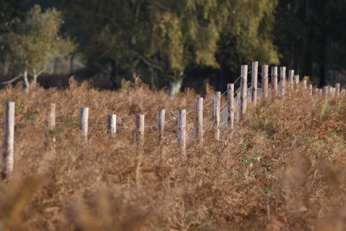 アカモズ - ML645443273