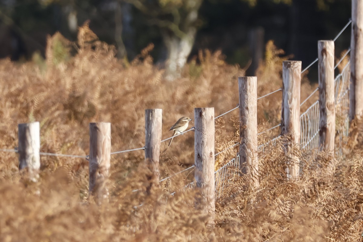 アカモズ - ML645443274