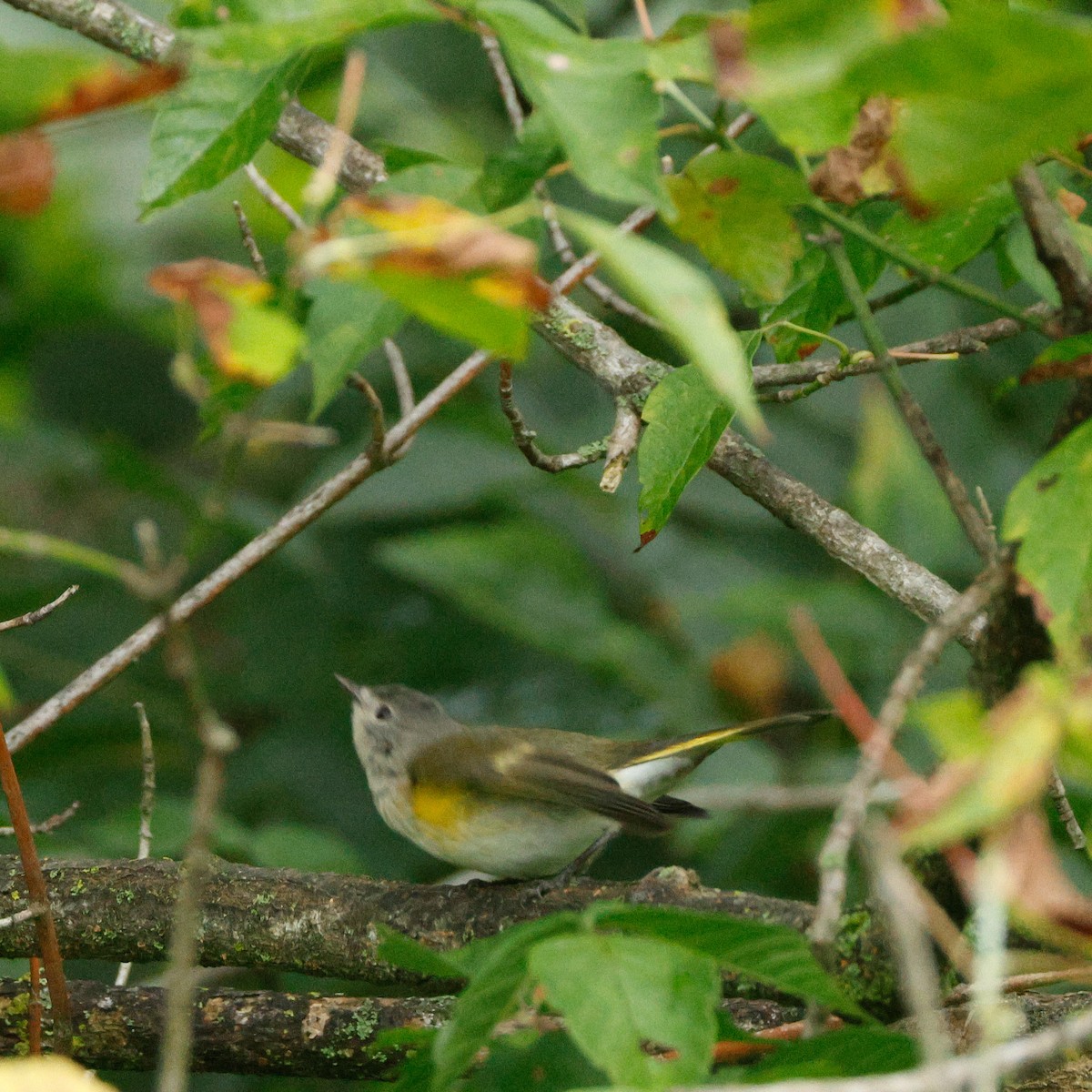 ハゴロモムシクイ - ML645443276