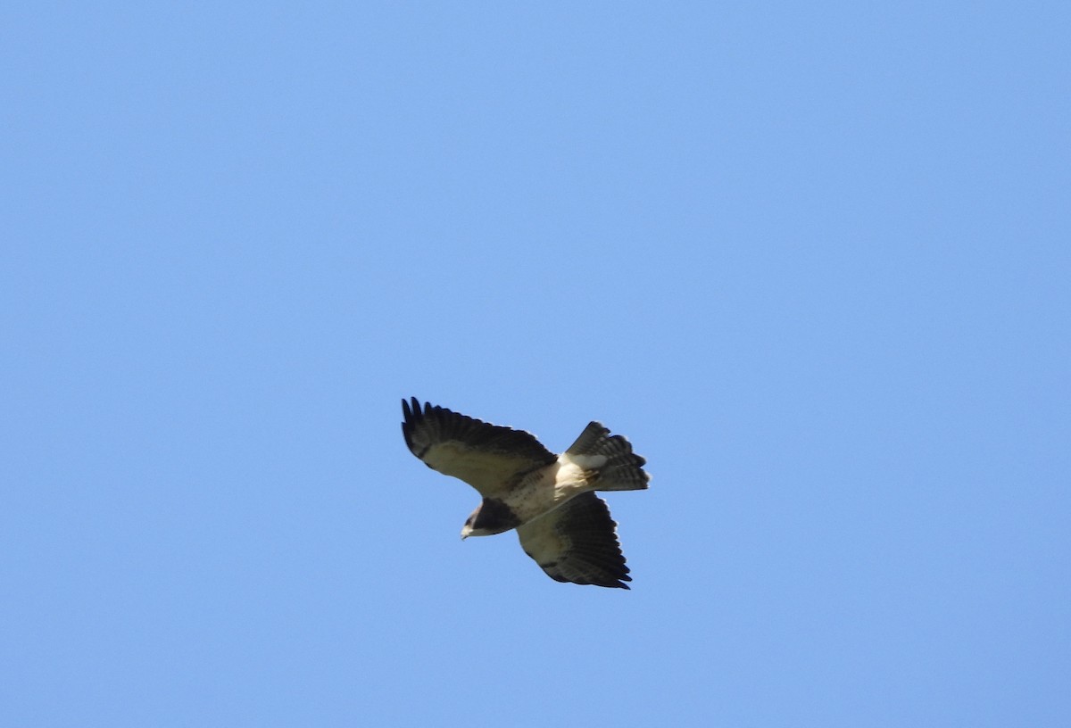 アレチノスリ - ML645443277