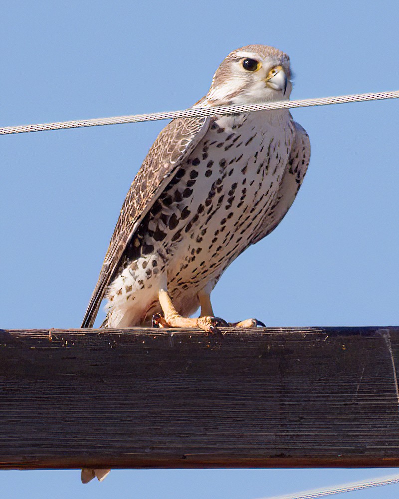 ソウゲンハヤブサ - ML645443279