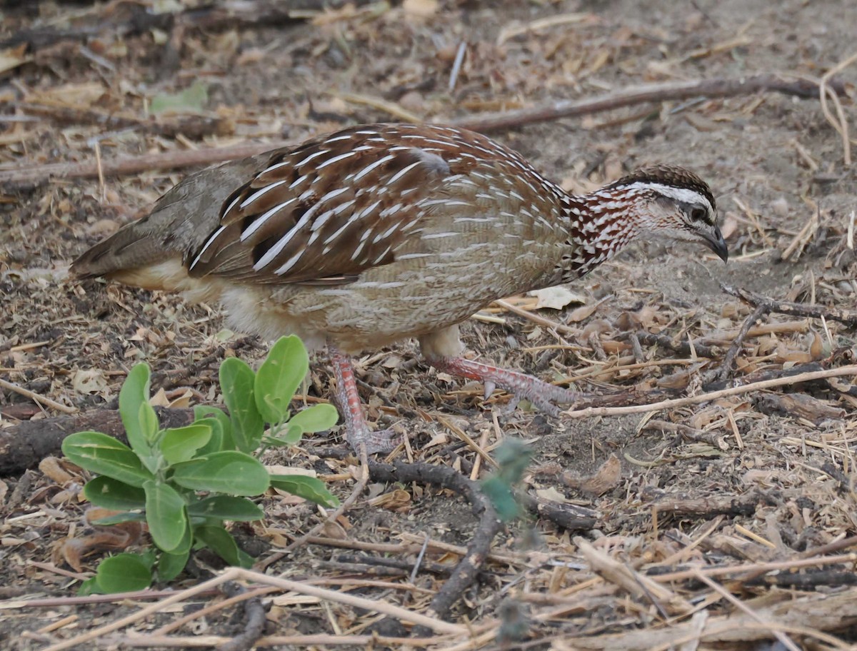 カミナガシャコ - ML645443280