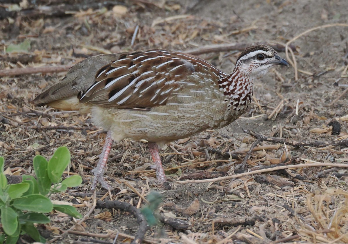 カミナガシャコ - ML645443281