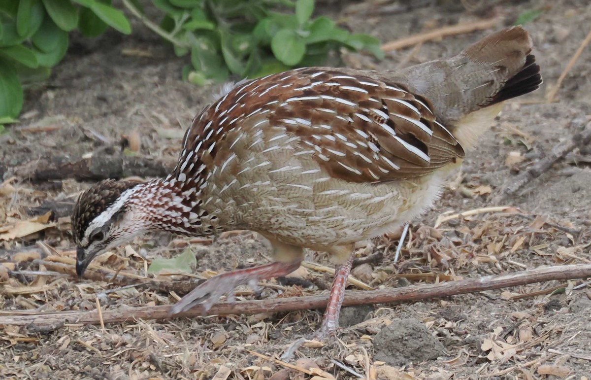 カミナガシャコ - ML645443282