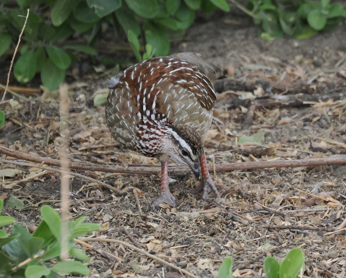 カミナガシャコ - ML645443283