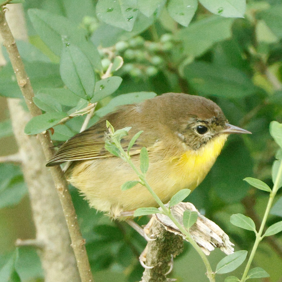 カオグロアメリカムシクイ - ML645443284