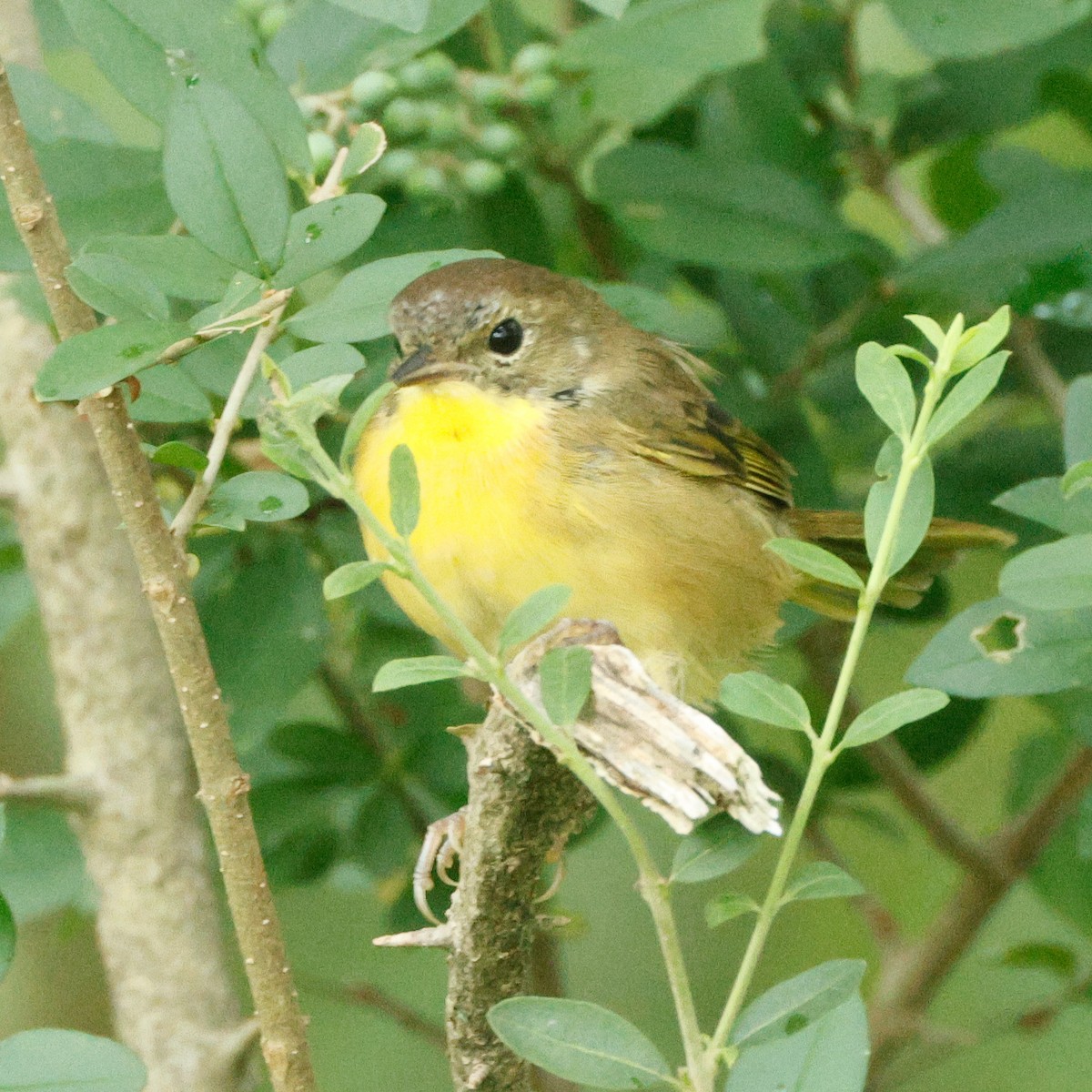 カオグロアメリカムシクイ - ML645443285