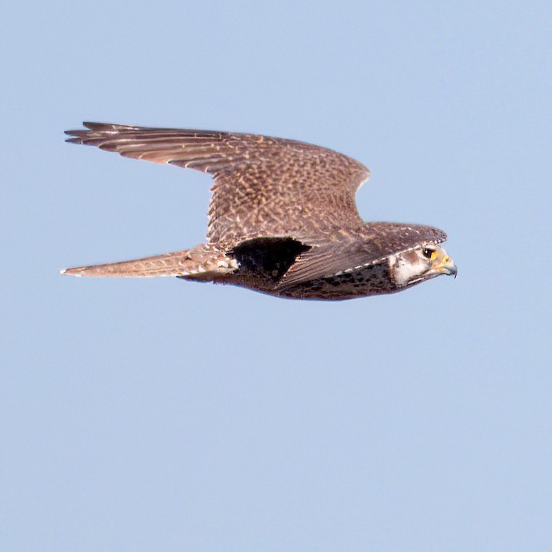 ソウゲンハヤブサ - ML645443286