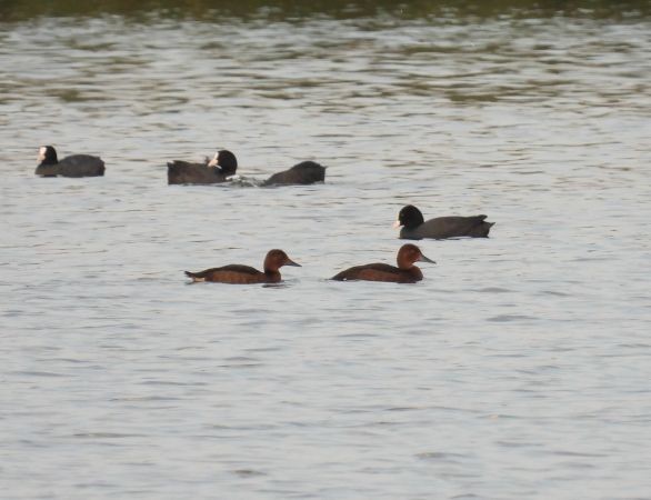 メジロガモ - ML645443287