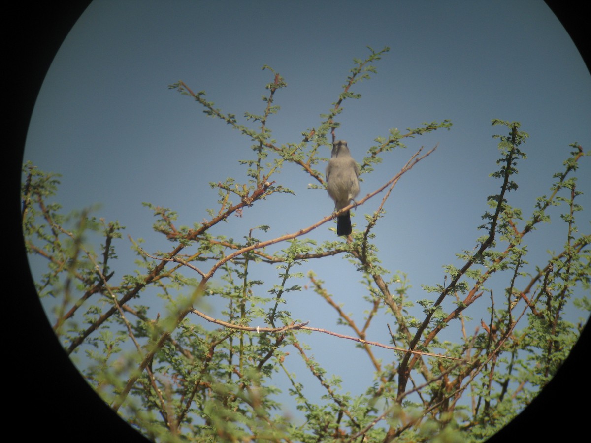 ハイイロイワビタキ - ML645443289