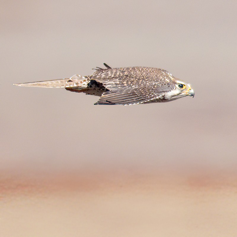 ソウゲンハヤブサ - ML645443291