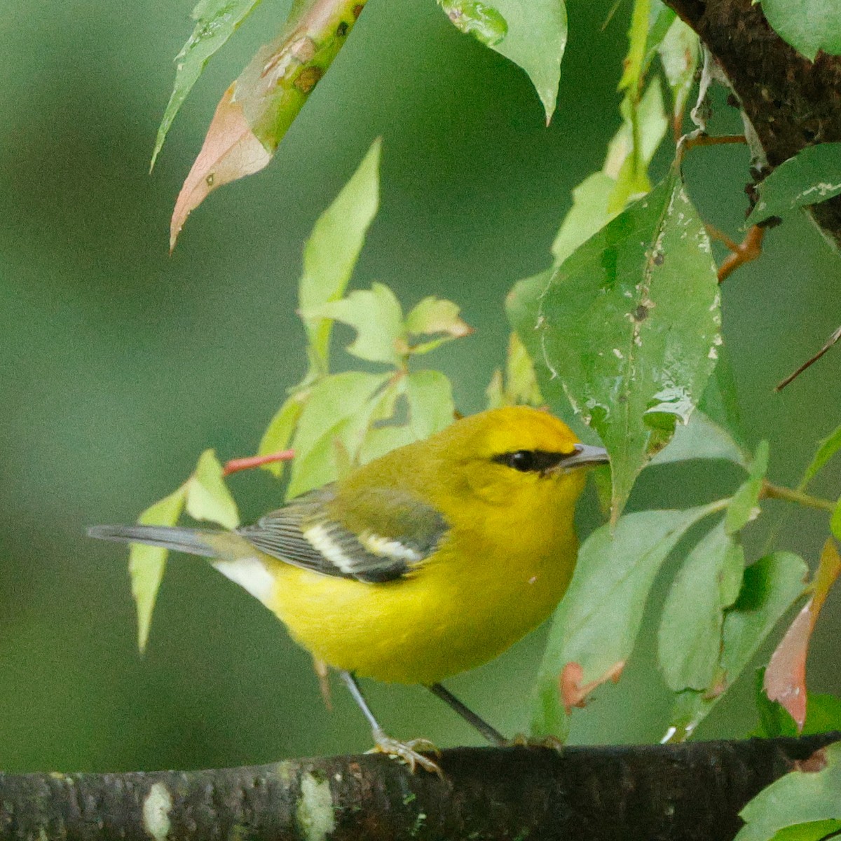 アオバネアメリカムシクイ - ML645443292