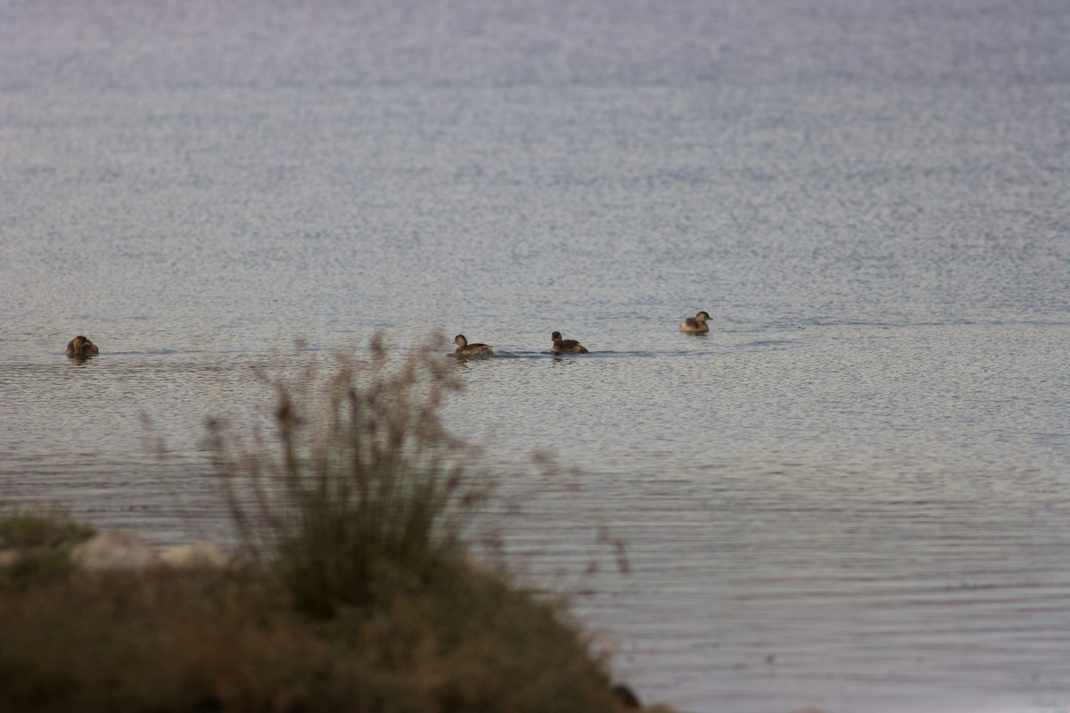 カイツブリ - ML645443296