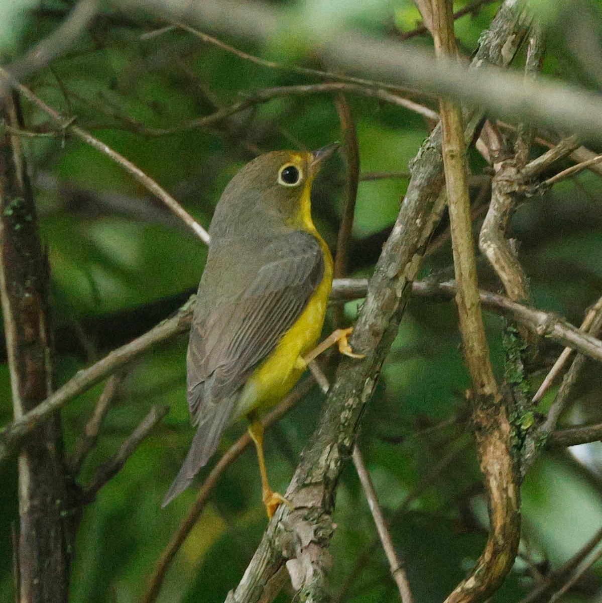 Canada Warbler - ML645443303