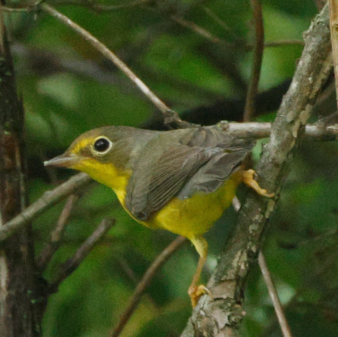 Canada Warbler - ML645443304