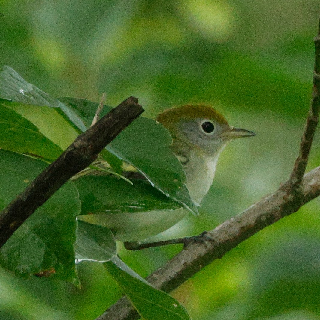 Chestnut-sided Warbler - ML645443306