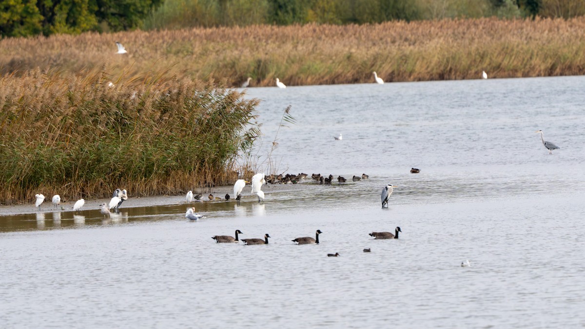 Little Egret - ML645443315