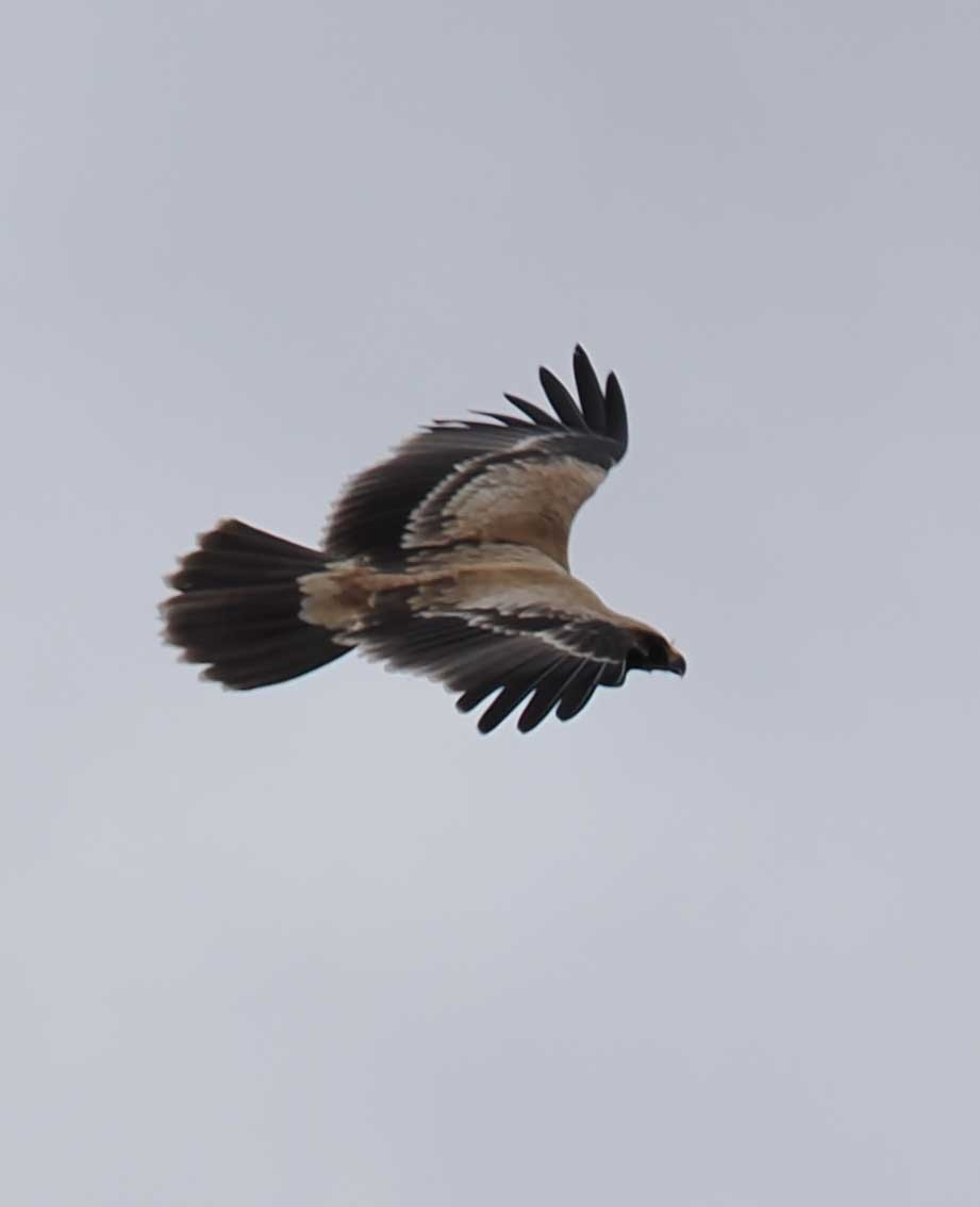 Tawny Eagle - ML645443317