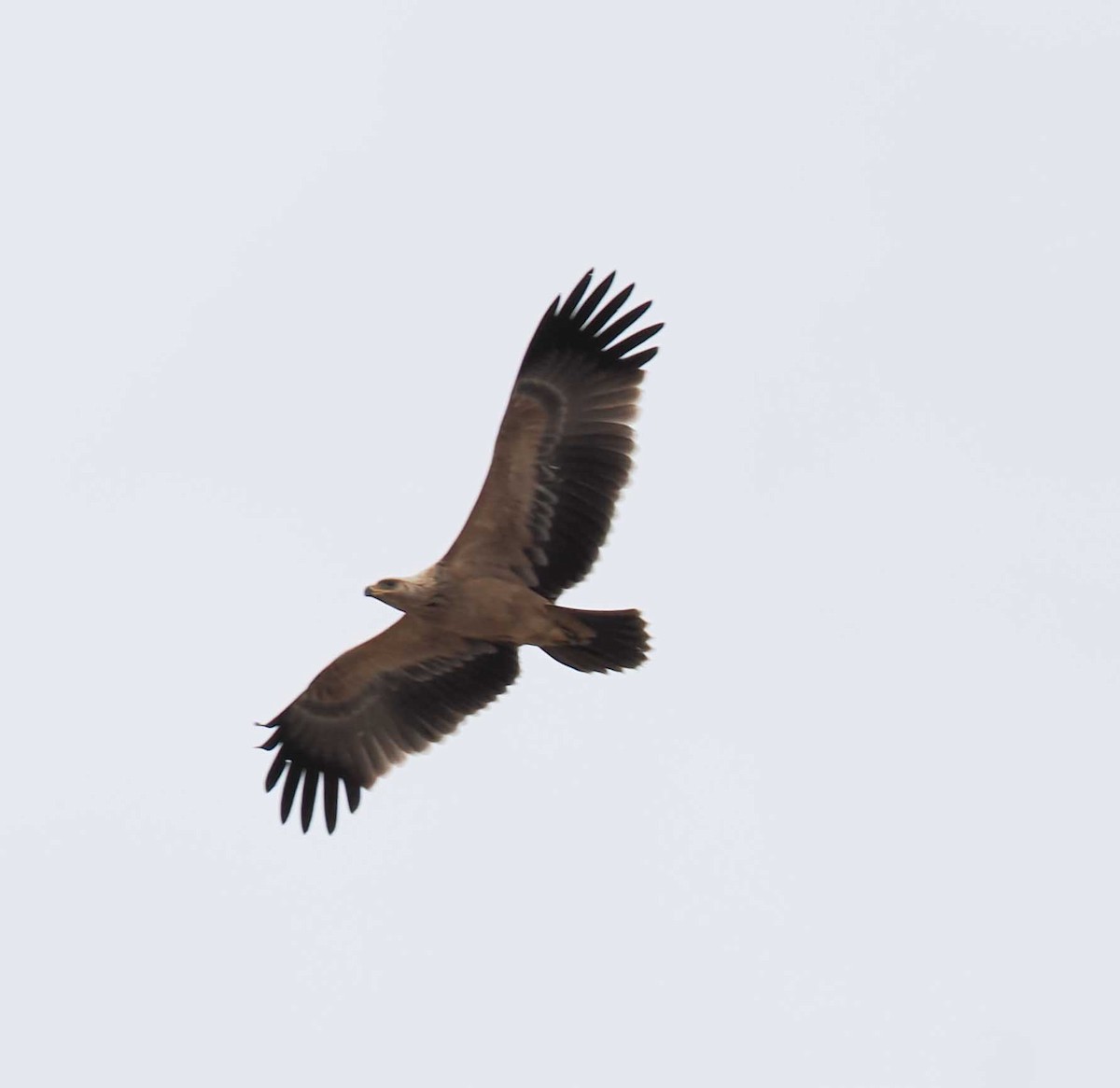 Tawny Eagle - ML645443318