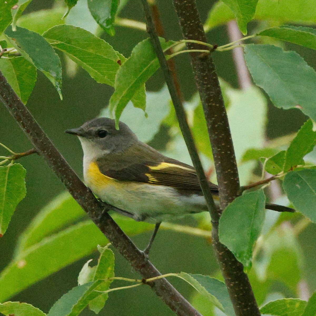 Горихвостковая древесница - ML645443320