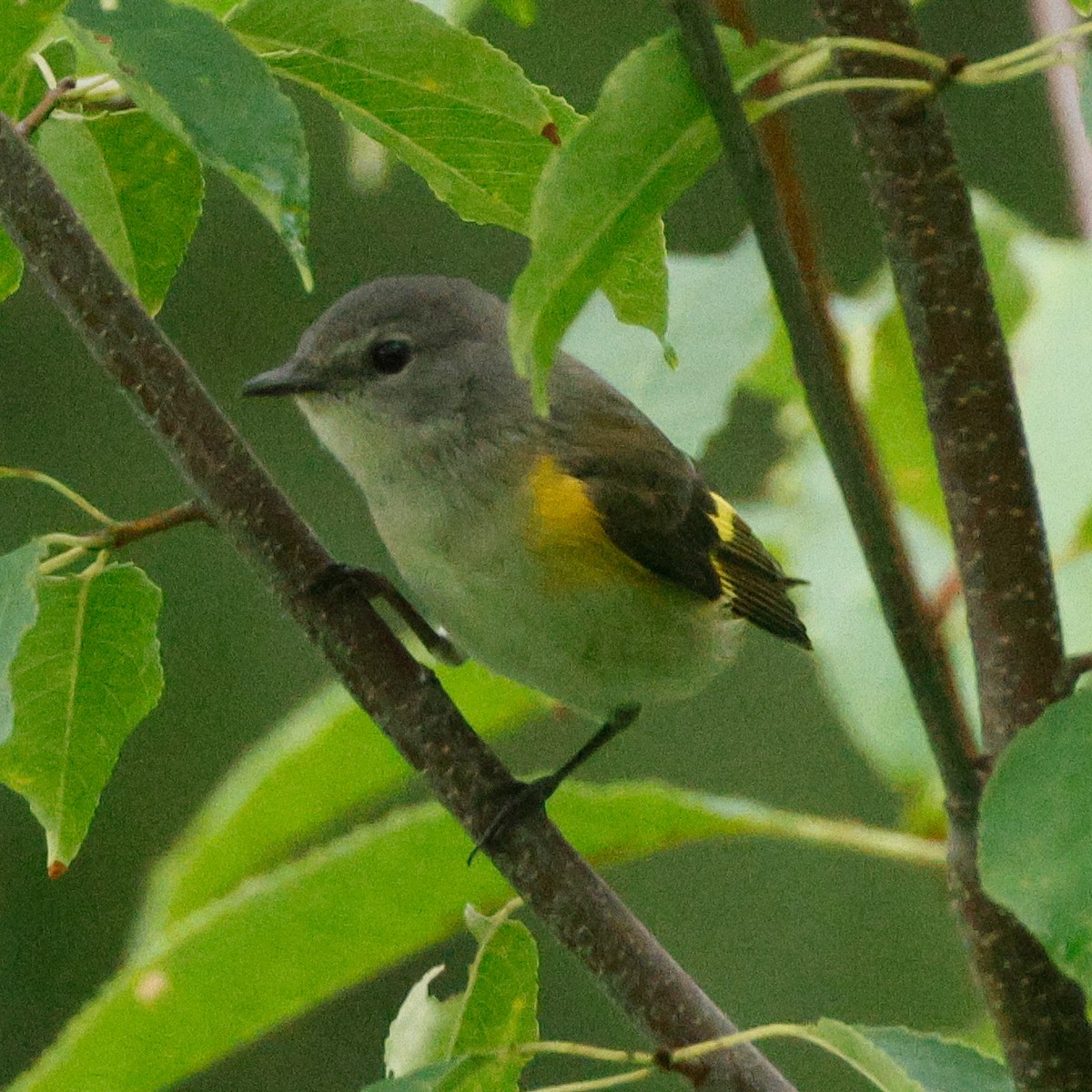 Горихвостковая древесница - ML645443321