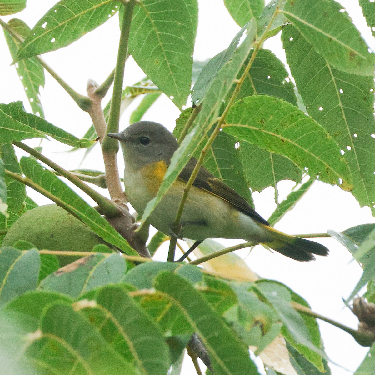 Горихвостковая древесница - ML645443322