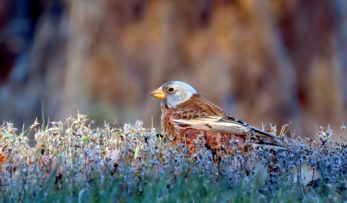 Gray-crowned Rosy-Finch (Hepburn's) - ML645443325