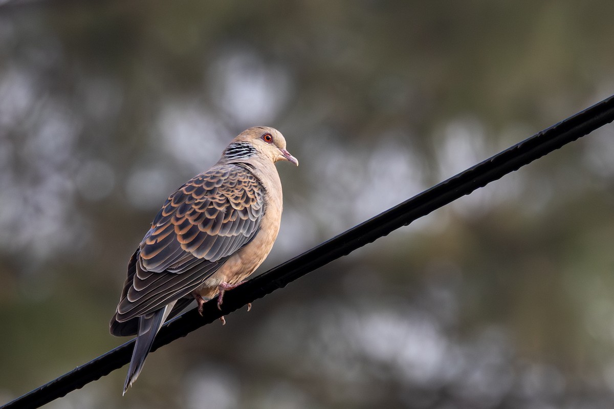 Oriental Turtle-Dove - ML645443327