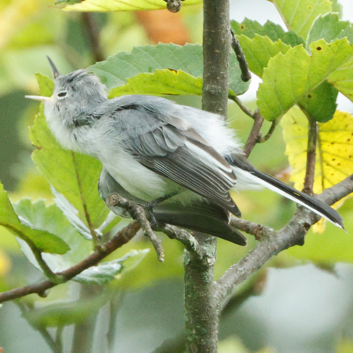 Blue-gray Gnatcatcher - ML645443337
