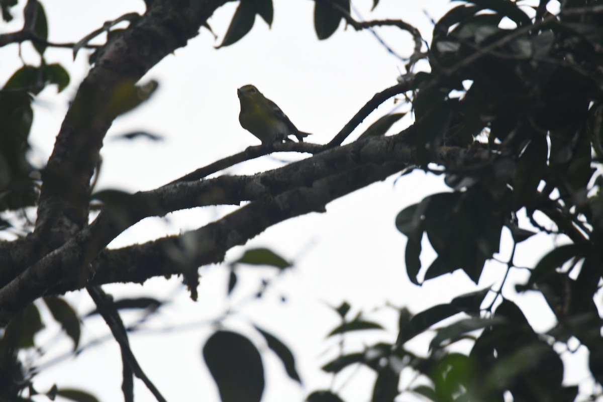 Yellow-throated Vireo - ML645443339