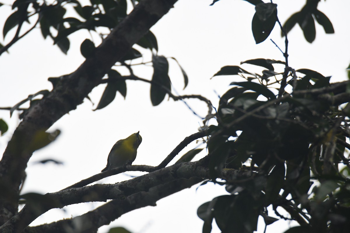 Yellow-throated Vireo - ML645443340