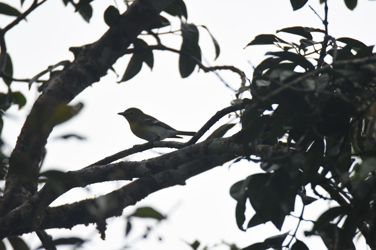 Yellow-throated Vireo - ML645443341