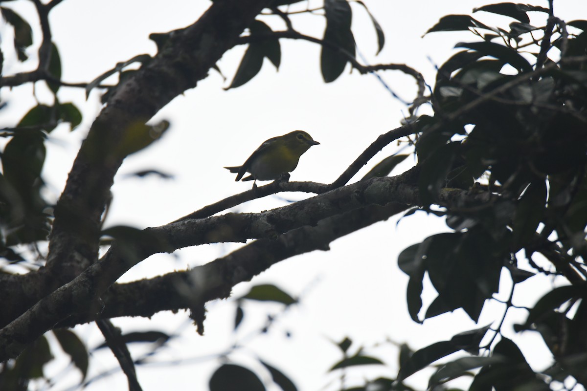 Yellow-throated Vireo - ML645443342