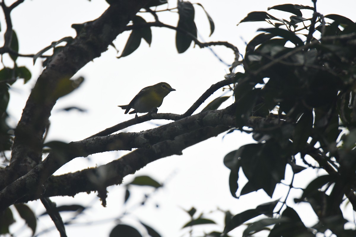 Yellow-throated Vireo - ML645443343