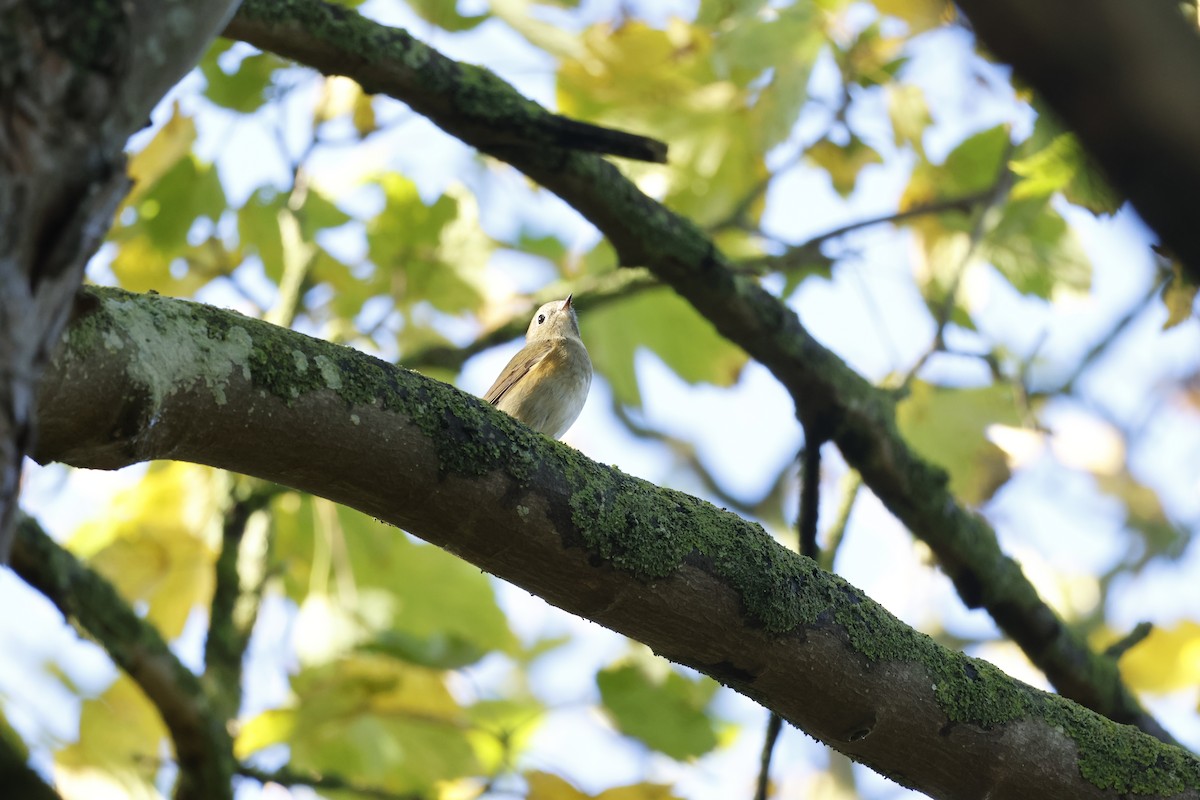 Red-flanked Bluetail - ML645443344