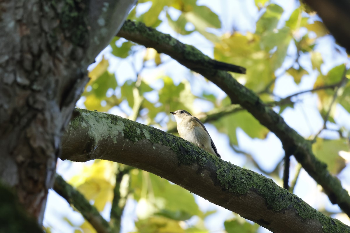 Red-flanked Bluetail - ML645443345