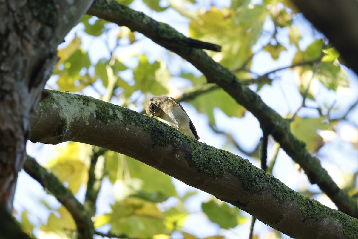 Red-flanked Bluetail - ML645443346