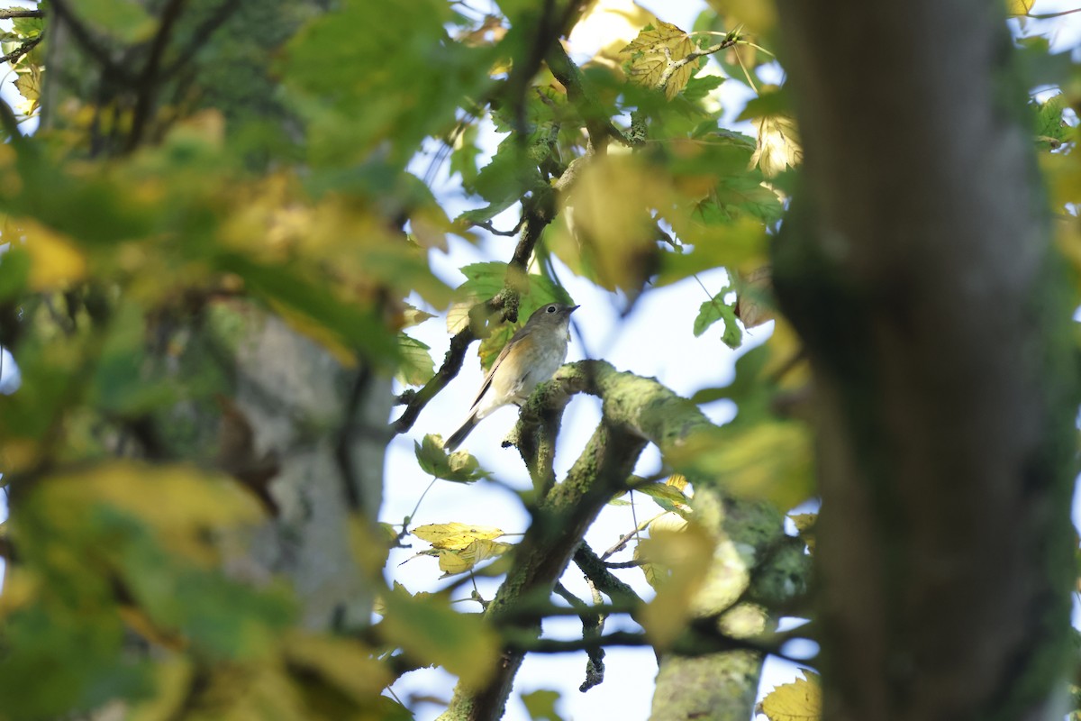 Red-flanked Bluetail - ML645443347