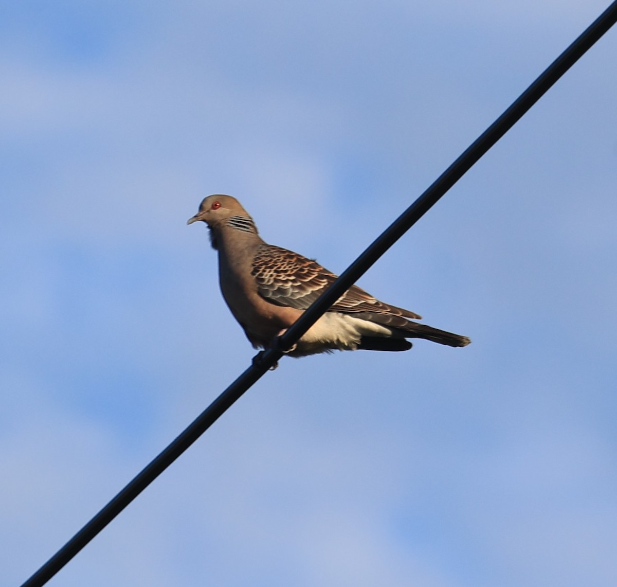 Oriental Turtle-Dove - ML645443348