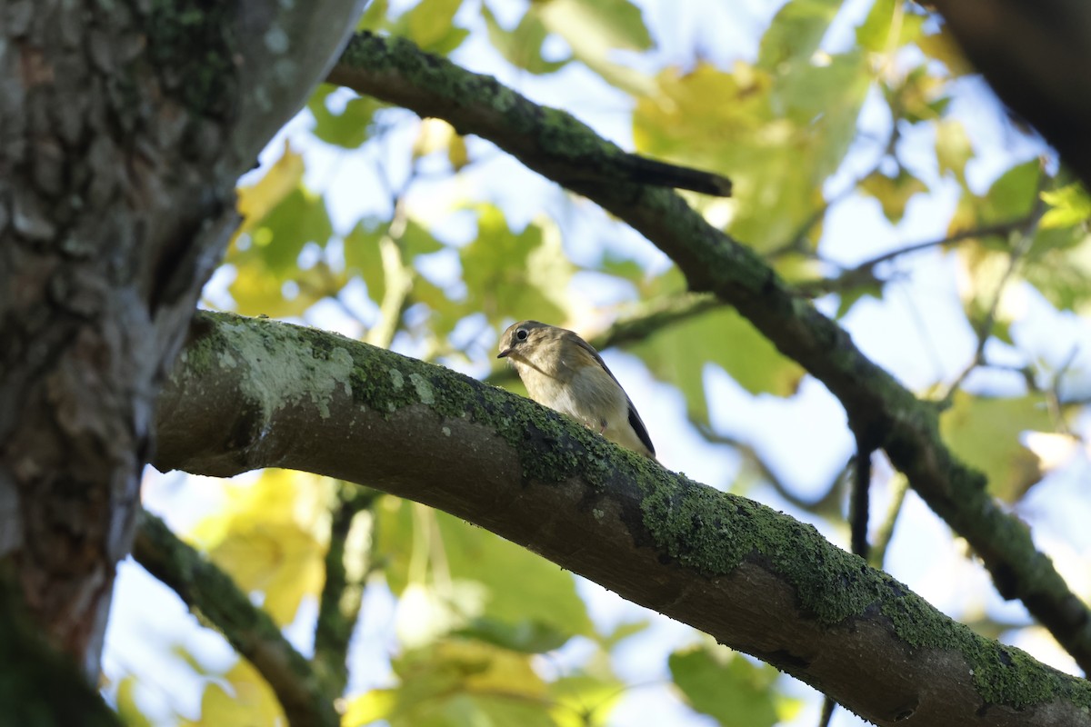 Red-flanked Bluetail - ML645443349