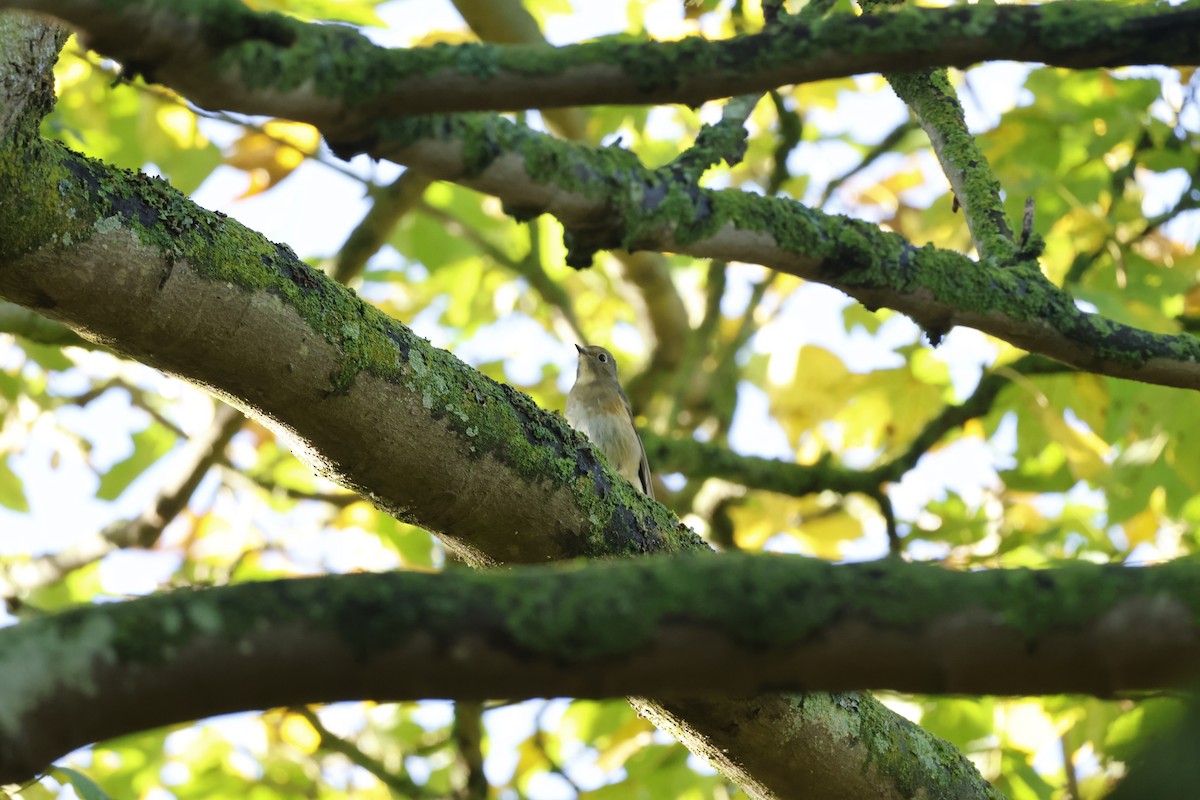 Red-flanked Bluetail - ML645443350