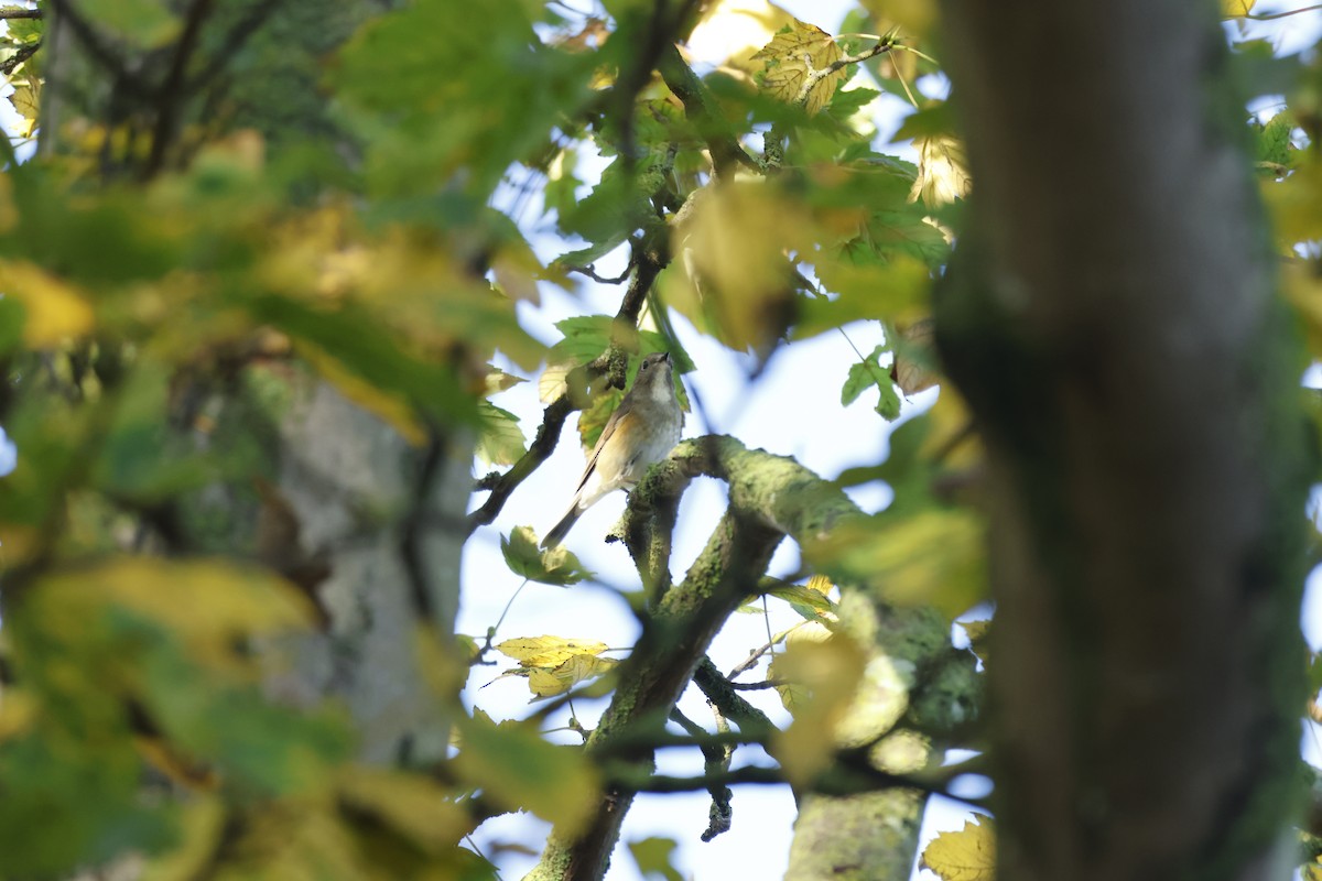 Red-flanked Bluetail - ML645443351