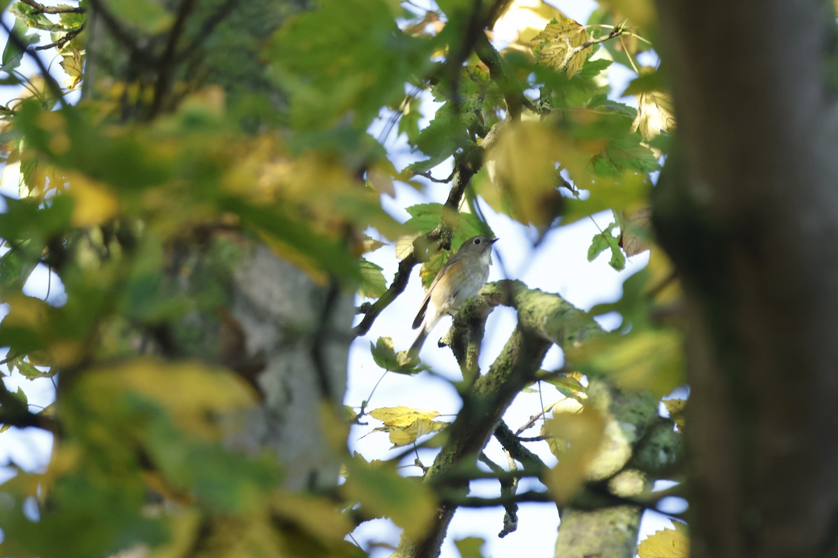 Red-flanked Bluetail - ML645443352