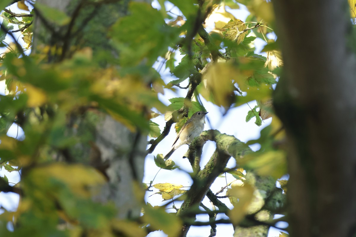 Red-flanked Bluetail - ML645443353