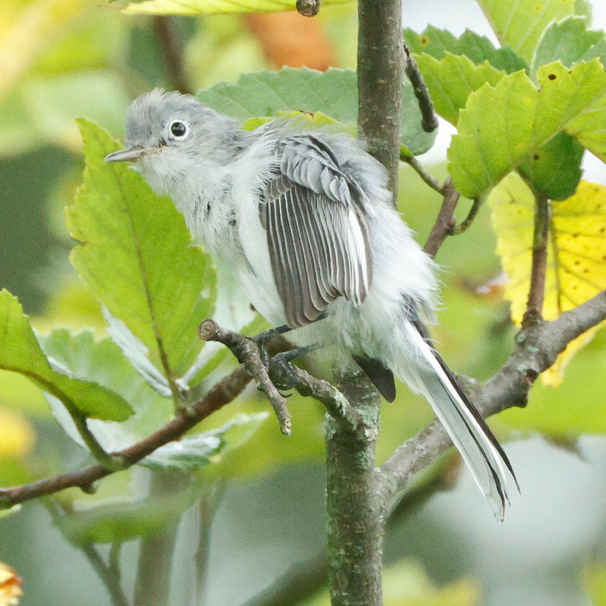 Blue-gray Gnatcatcher - ML645443354
