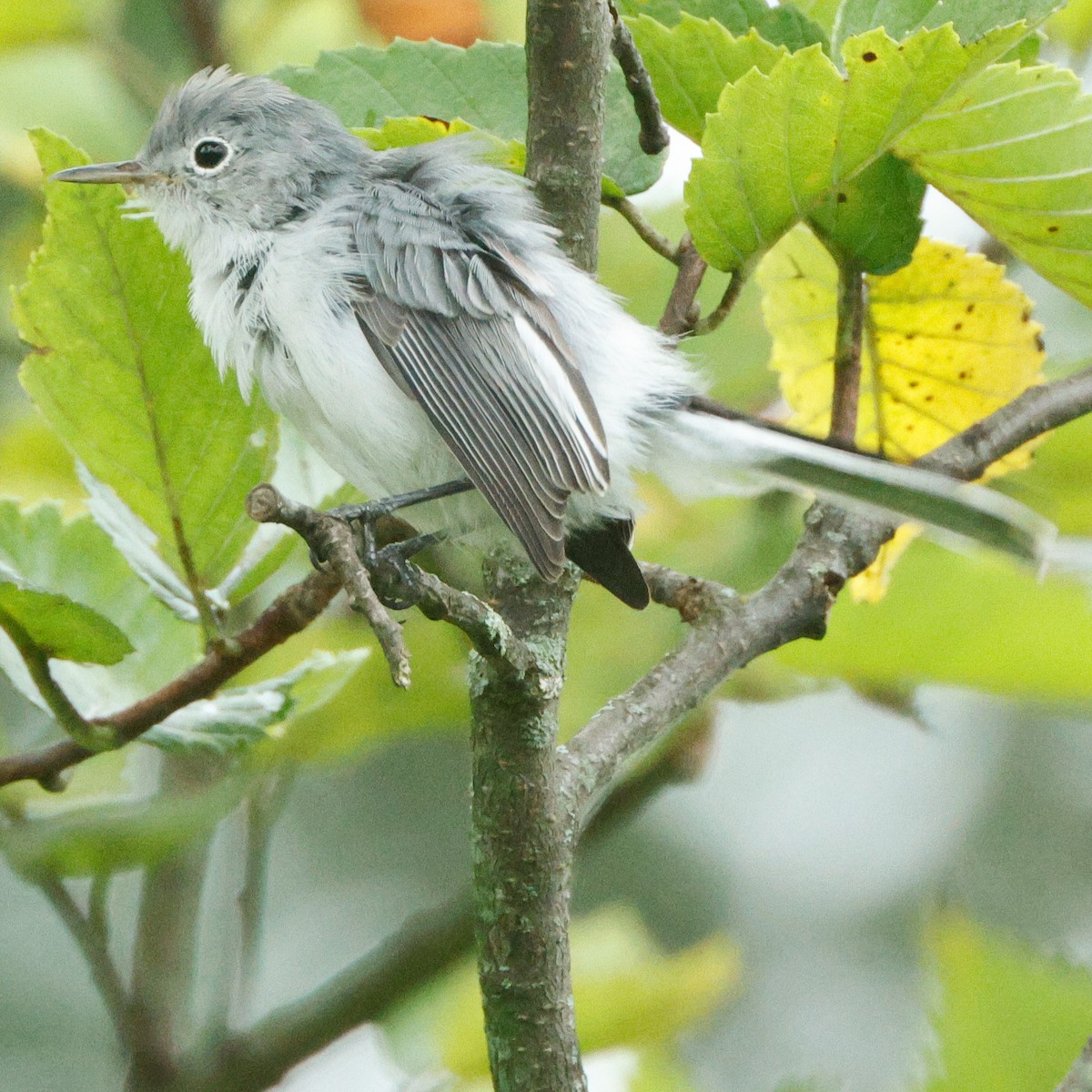 Blue-gray Gnatcatcher - ML645443355