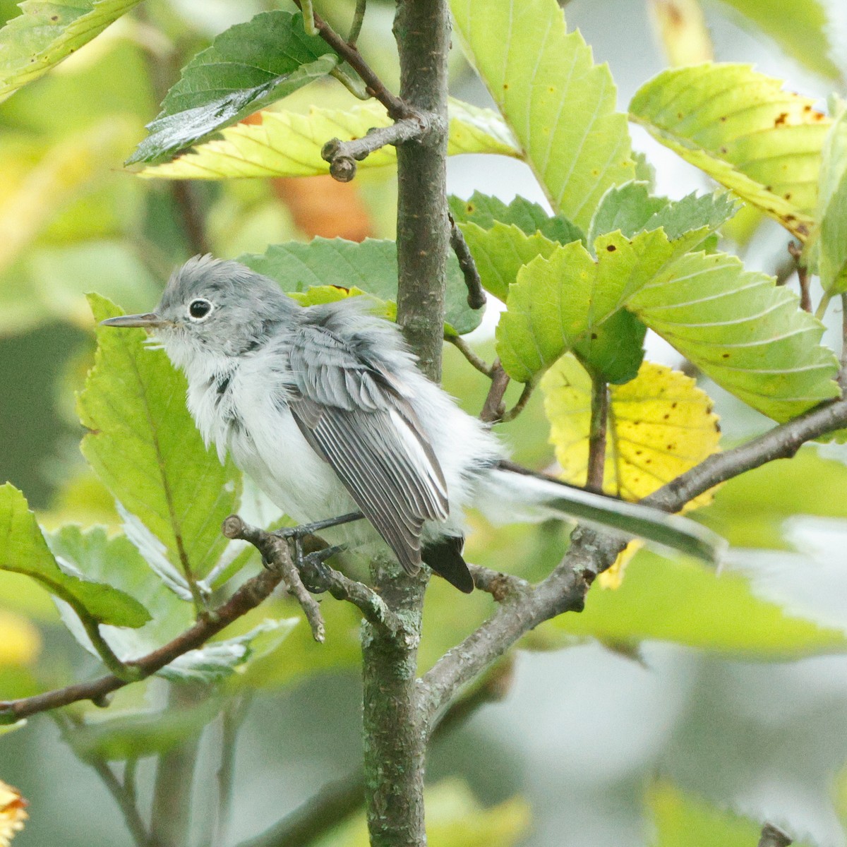 Blue-gray Gnatcatcher - ML645443356