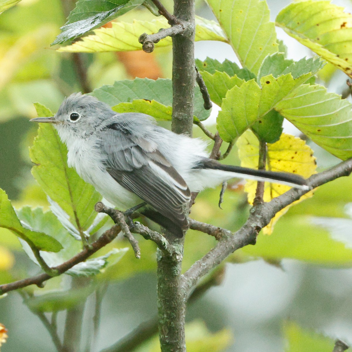 Blue-gray Gnatcatcher - ML645443357